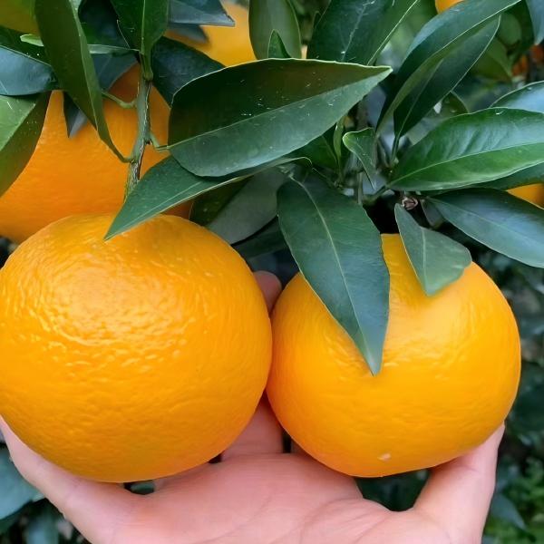 China Navel Orange Export Farm